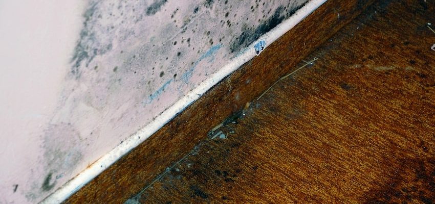 Prevent carpet mold after water damage